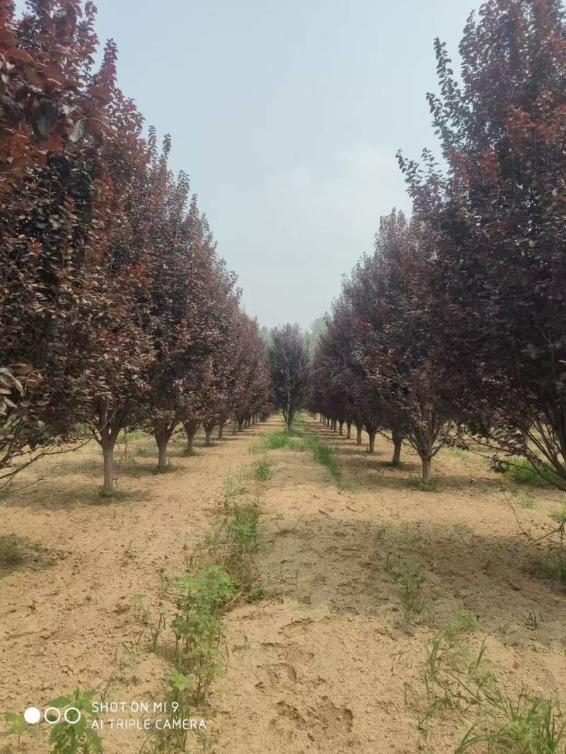 6-8-9-10-12公分紫叶李绿曦苗圃，河北紫叶李基地