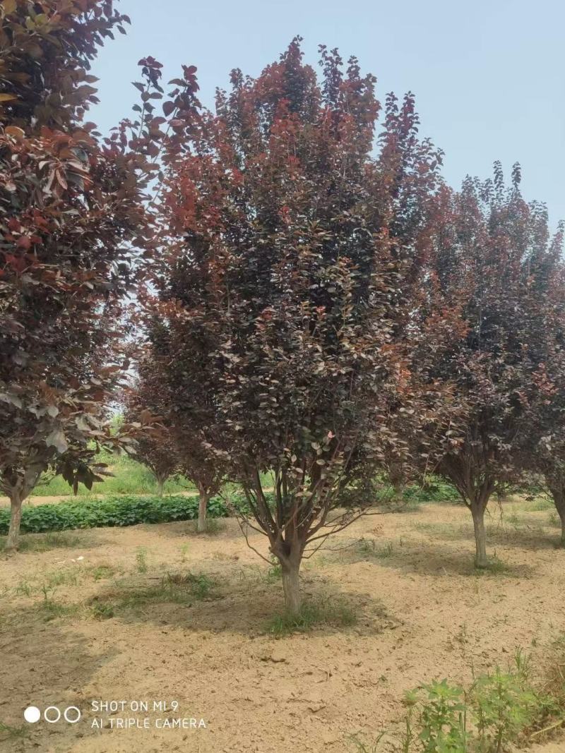 6-8-9-10-12公分紫叶李绿曦苗圃，河北紫叶李基地