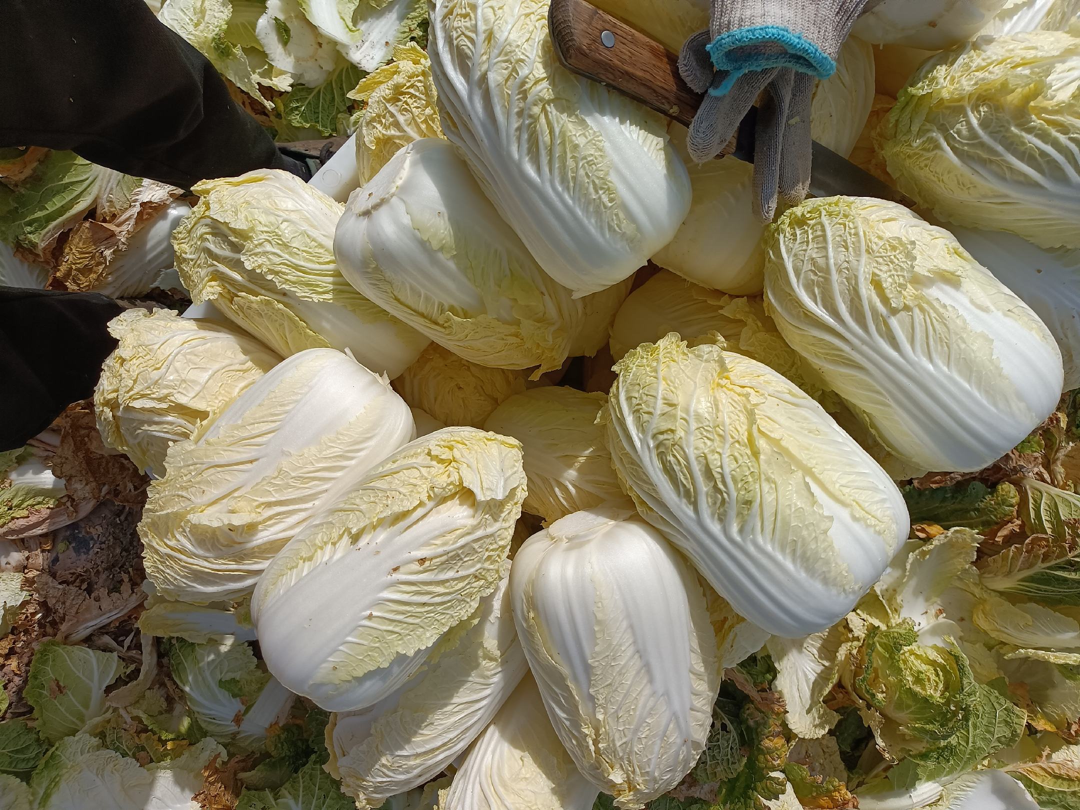 超市货架上的娃娃菜陈列场景