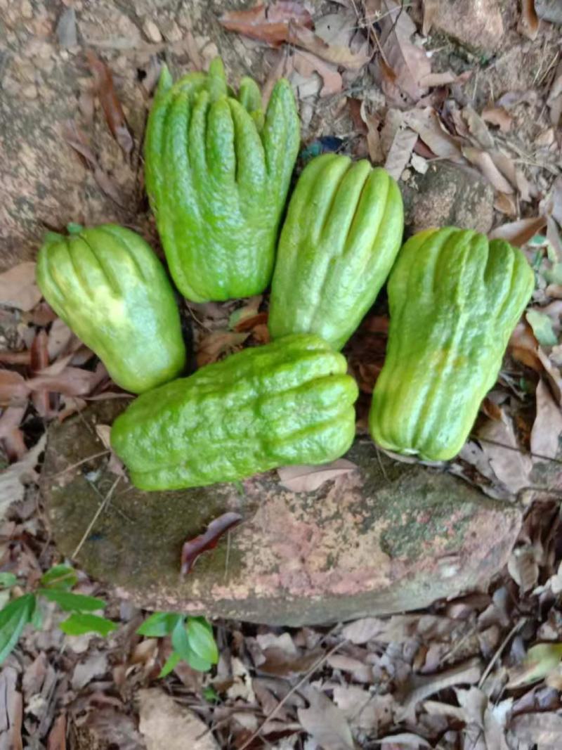正宗佛手柑干片，广佛，无硫，自然凉晒干，货源充足