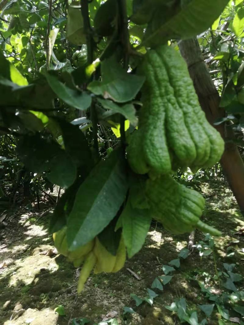 正宗佛手柑干片，广佛，无硫，自然凉晒干，货源充足