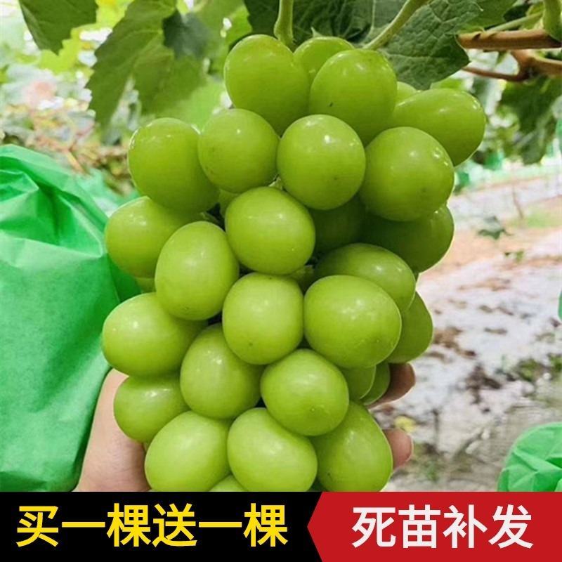 阳光玫瑰葡萄苗死苗免费补发一颗也签合同