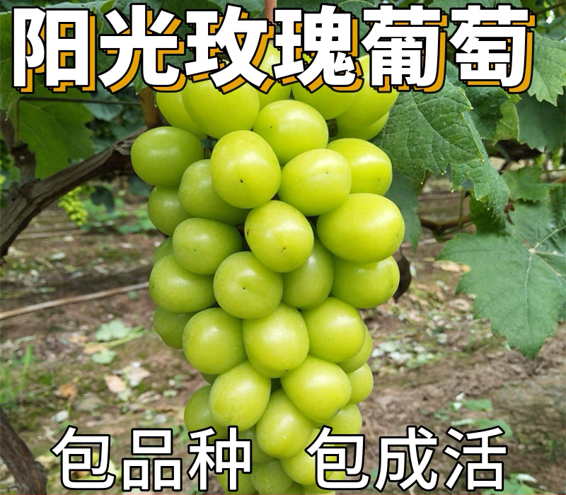 阳光玫瑰葡萄苗死苗免费补发一颗也签合同