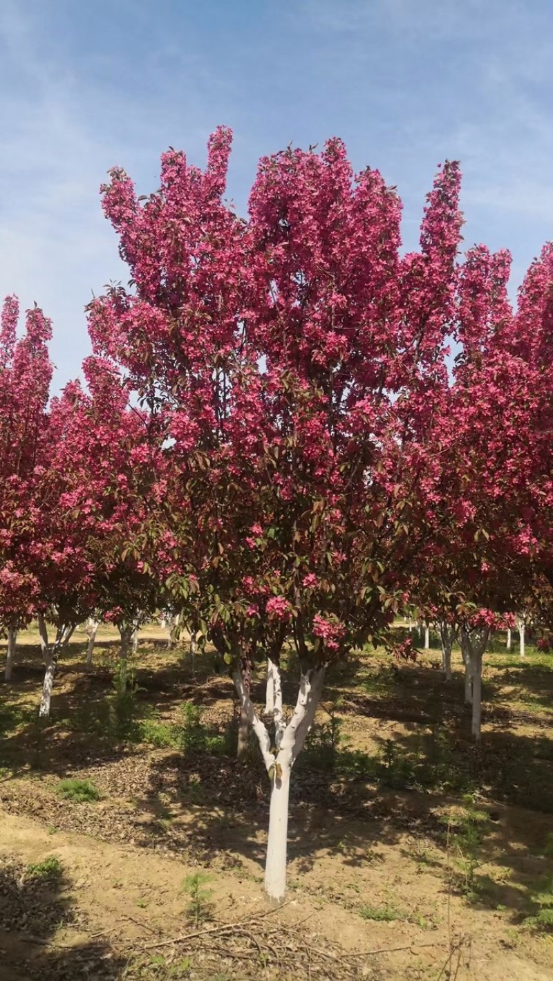 热销:绚丽海棠8公分10公分12公分15公分绚丽海棠