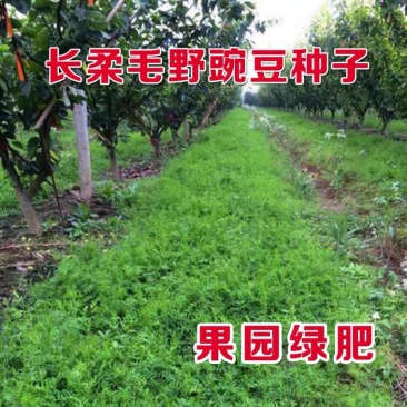 果园绿肥种籽光叶紫花苕毛种子养蜂蜜源植物