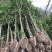 金桂，金桂树苗，2-4公分金桂基地，2-4公分金桂价格