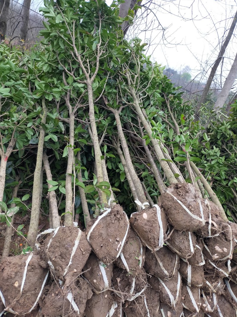 金桂，金桂树苗，2-4公分金桂基地，2-4公分金桂价格