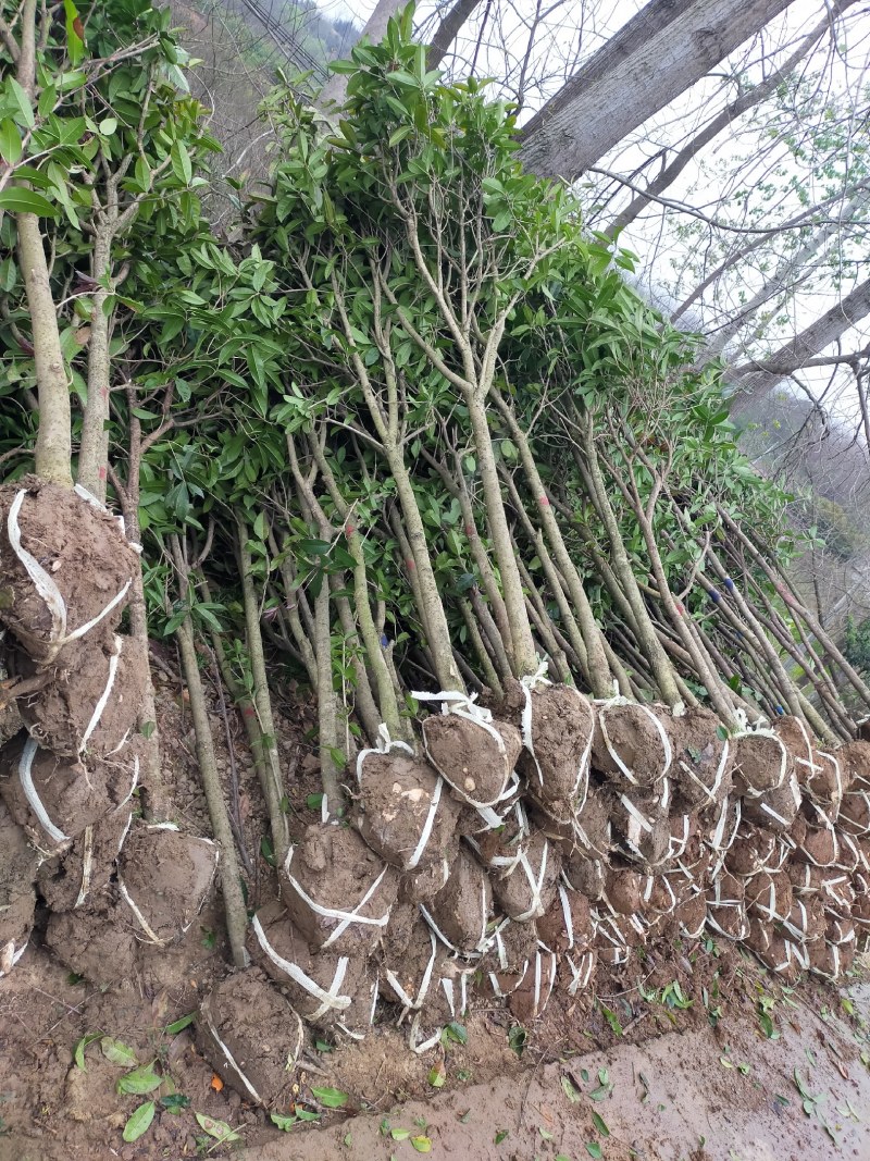 金桂，金桂树苗，2-4公分金桂基地，2-4公分金桂价格