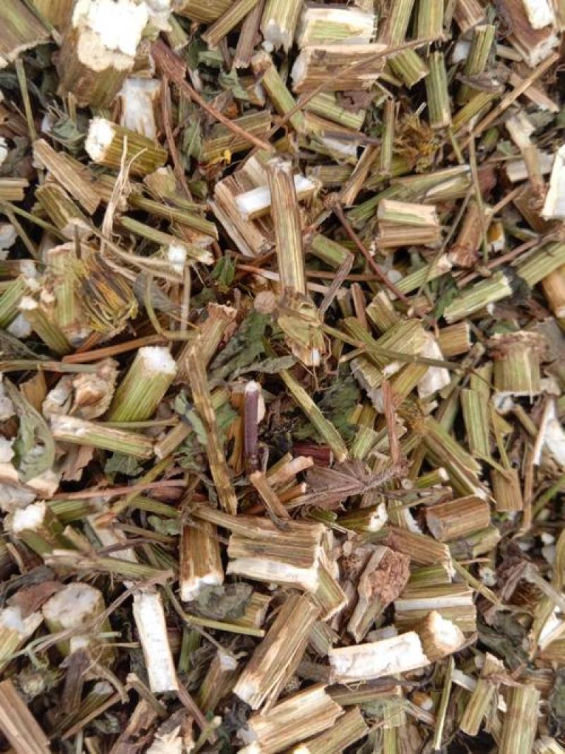 鬼针草，金盏银盘，长寿草，经营各种中药材欢迎咨询合作！