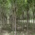 精品:白蜡8公分10公分12公分15公分速生白蜡