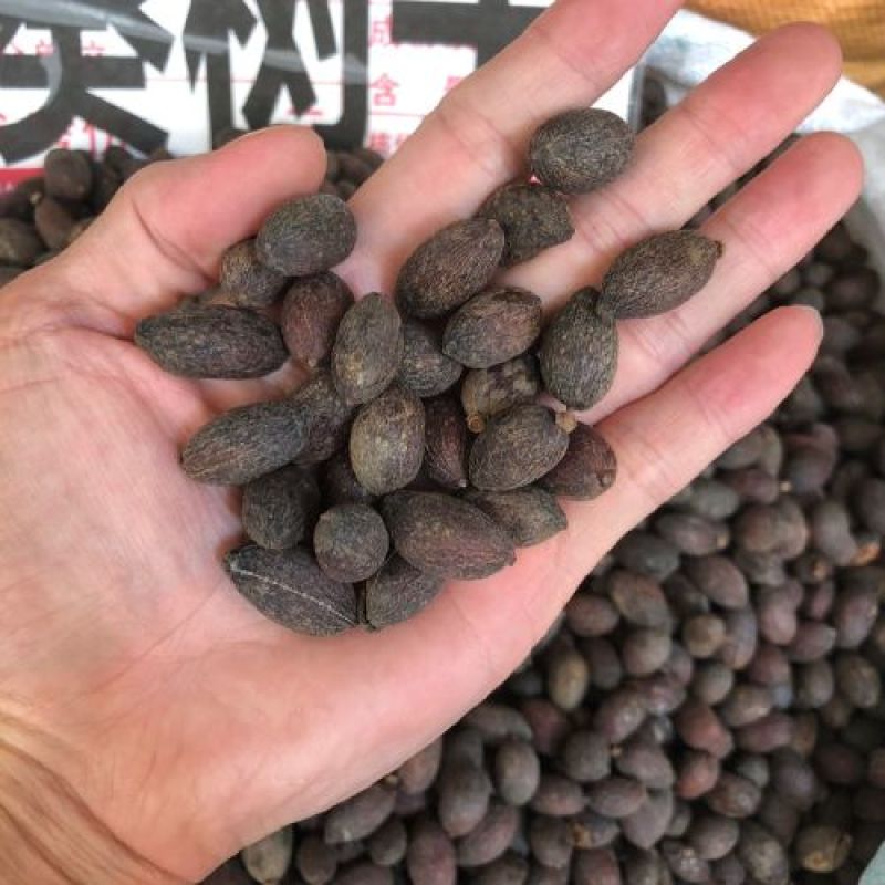 蒲葵子，葵树子质量保证，经营各种中药材，欢迎咨询合作！