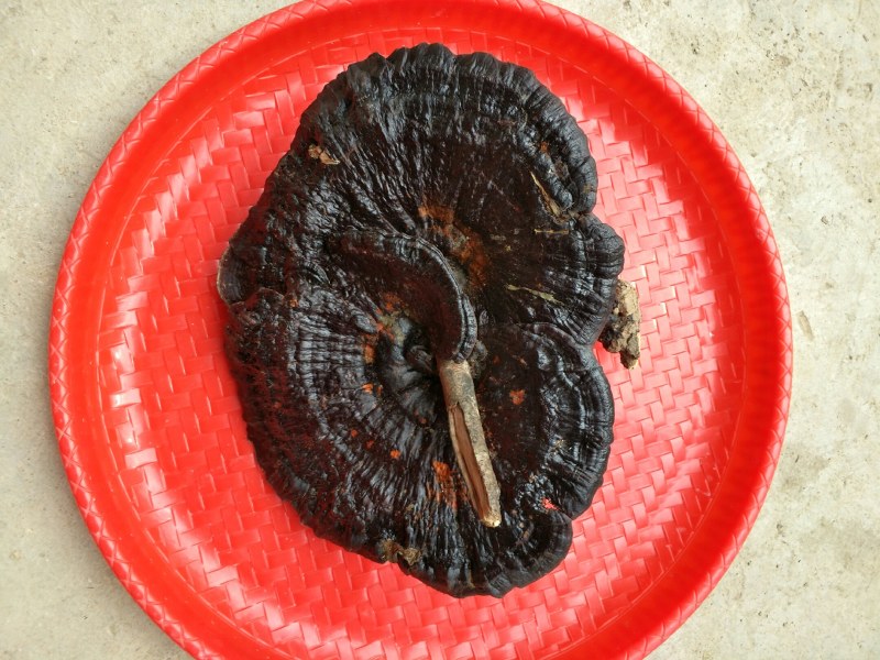黑灵芝野生枫树桩自然生长可图片选货鲜干货