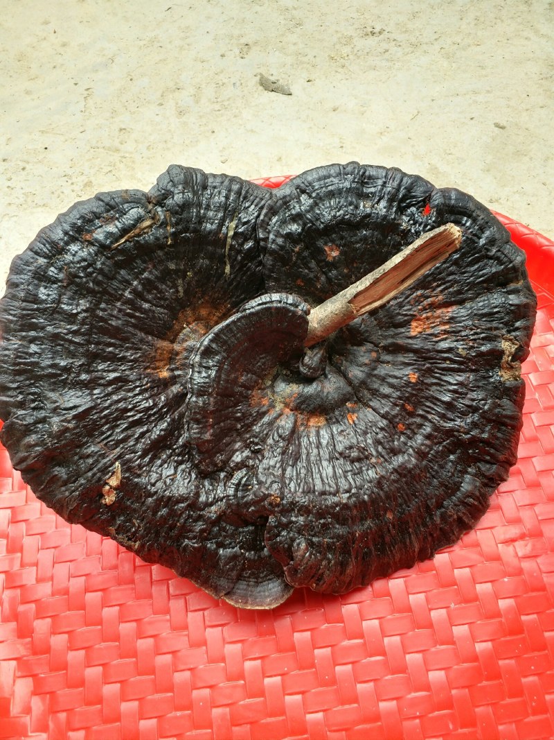 黑灵芝野生枫树桩自然生长可图片选货鲜干货