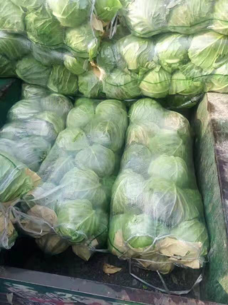 精品甘蓝，产地直发、品质保证、价格合理
