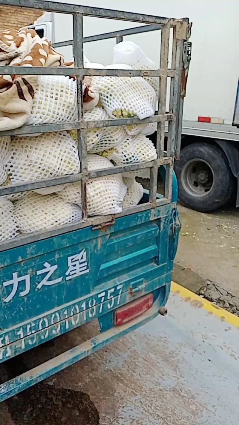 松花菜3斤以上散花乳白