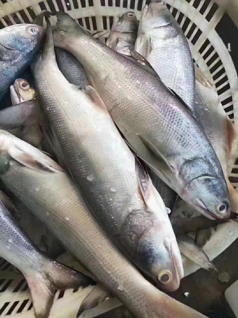 马友鱼