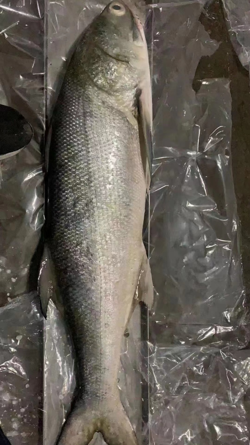 马友鱼