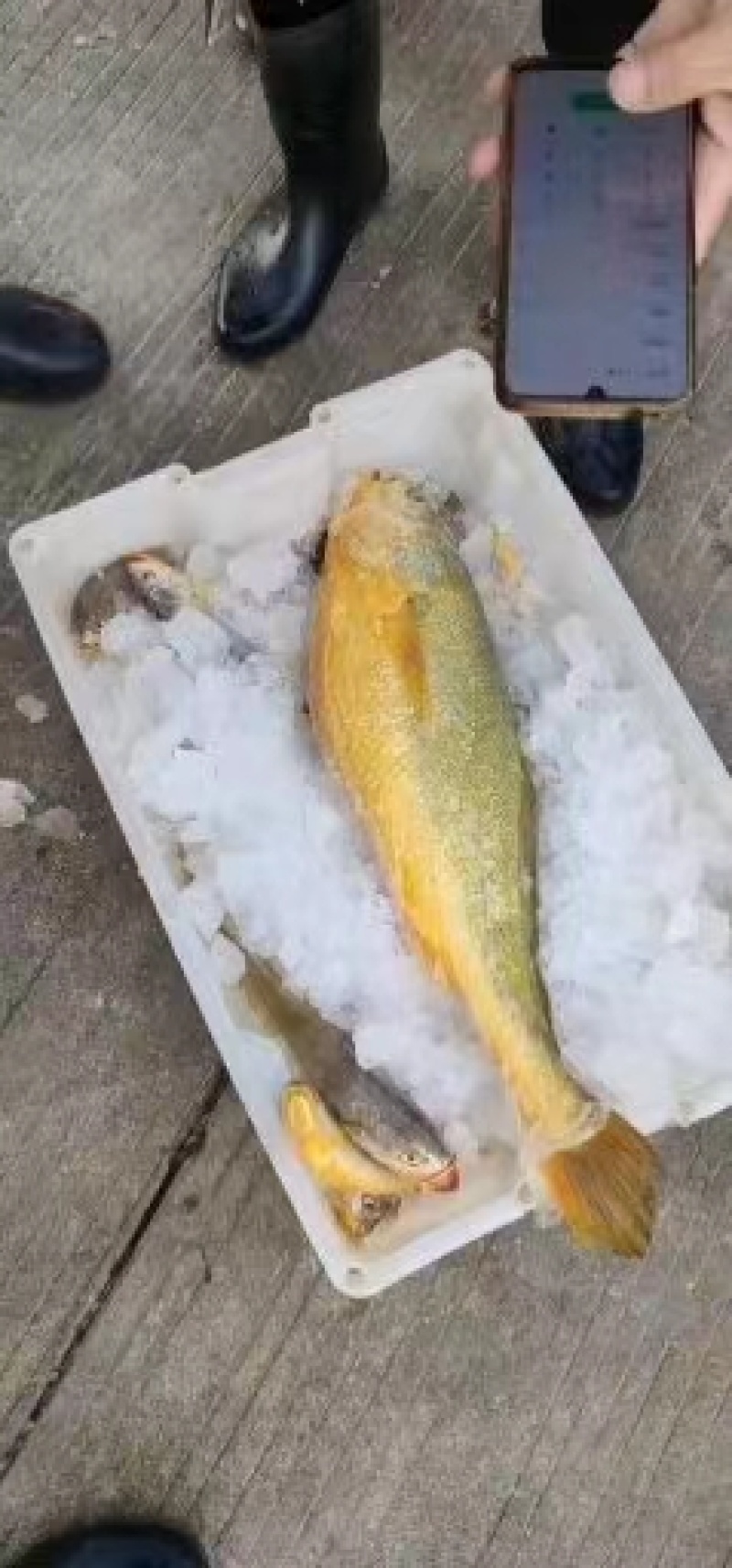 黄花鱼