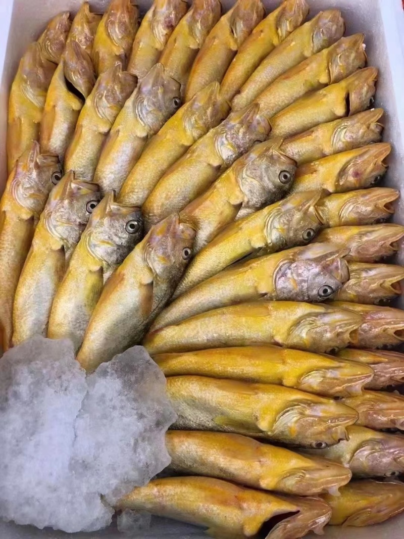 黄花鱼