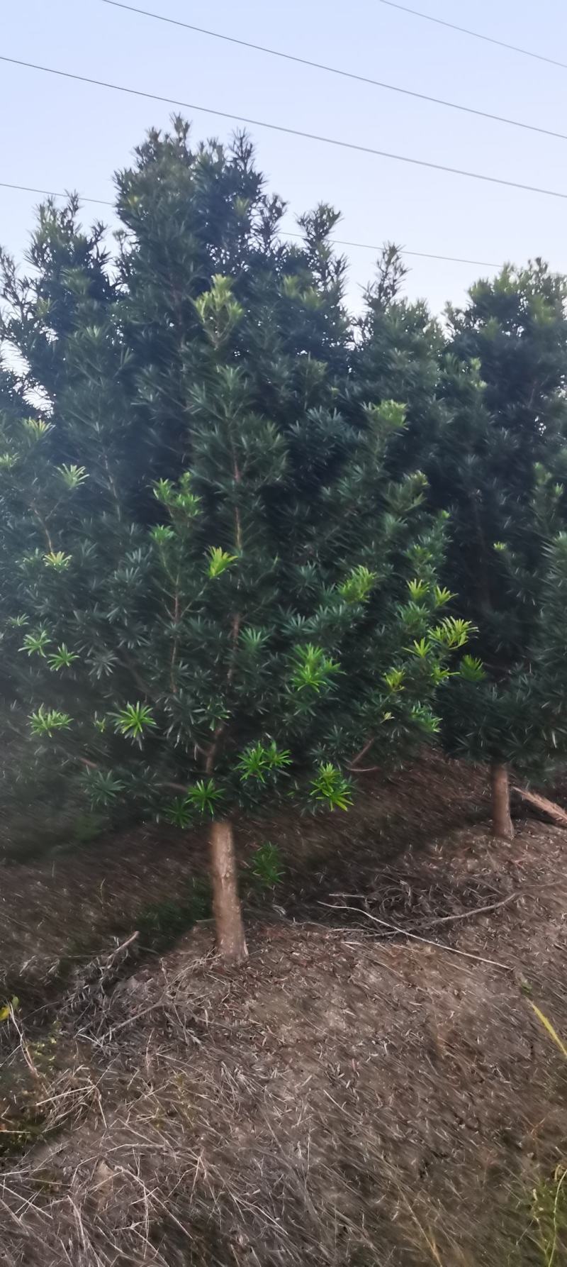 供应10公分罗汉松，江西罗汉松，苗圃直供，走量批发