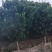 供应10公分罗汉松，江西罗汉松，苗圃直供，走量批发