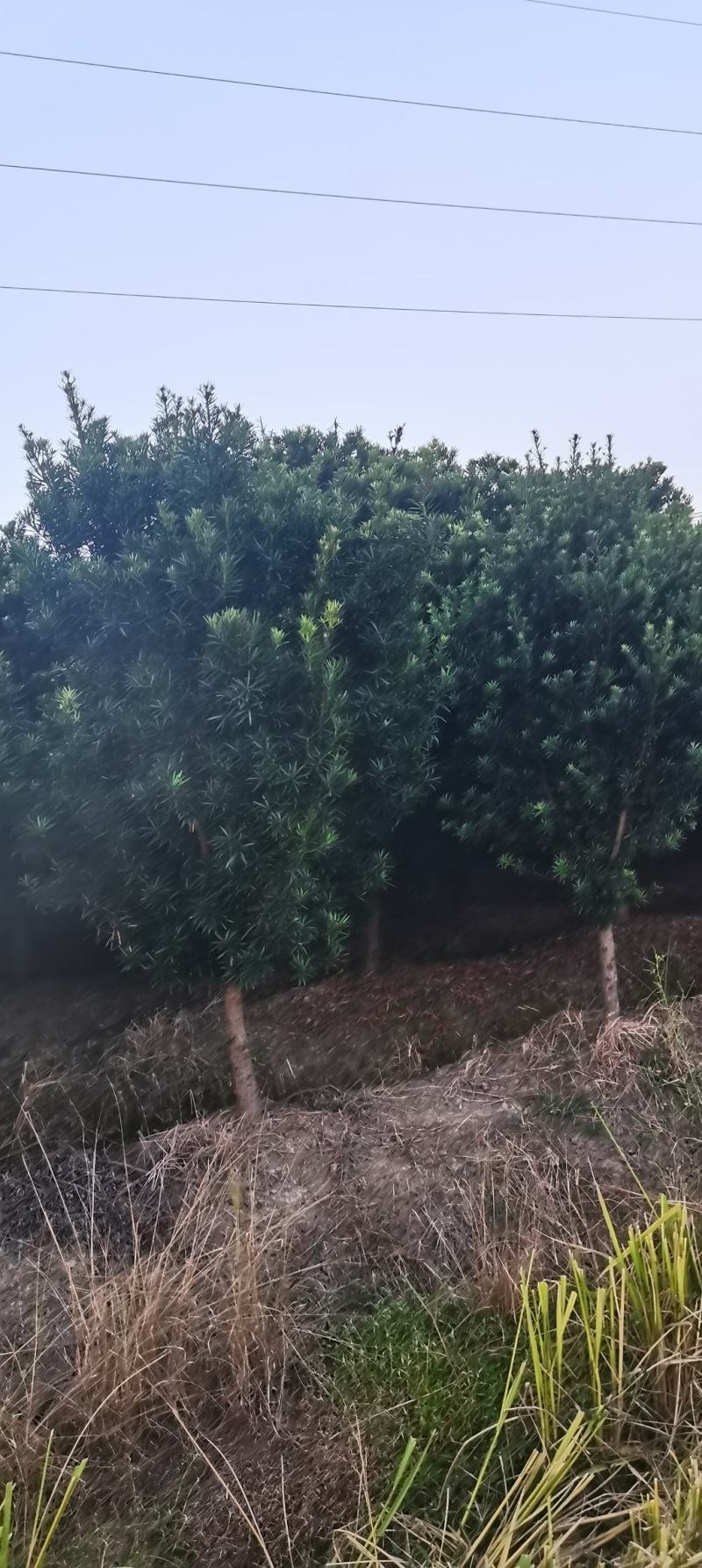 供应10公分罗汉松，江西罗汉松，苗圃直供，走量批发