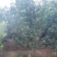 供应10公分罗汉松，江西罗汉松，苗圃直供，走量批发