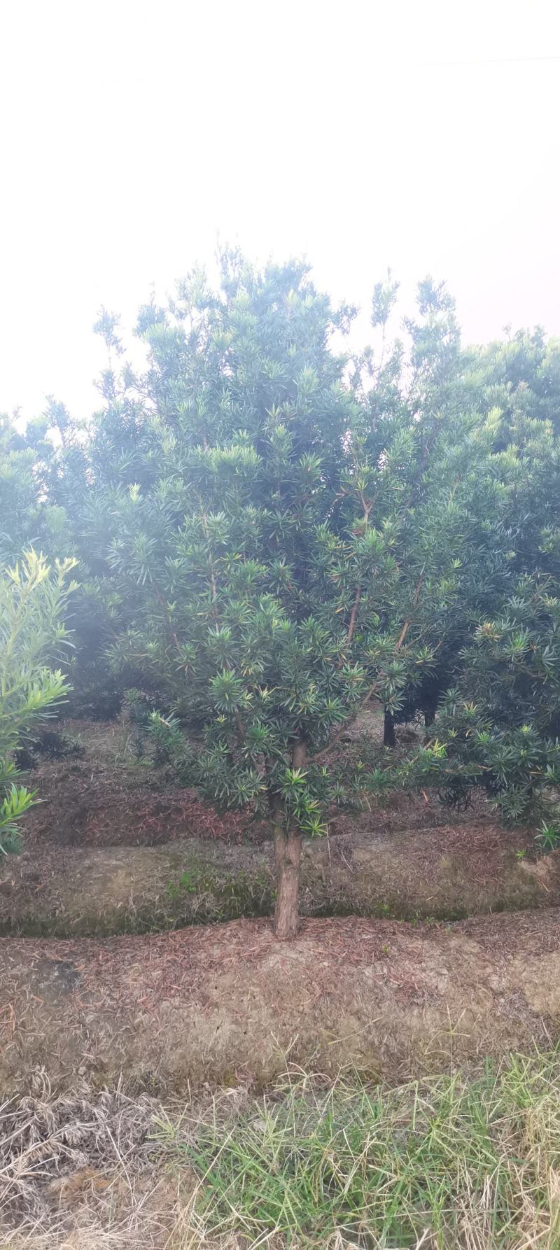供应10公分罗汉松，江西罗汉松，苗圃直供，走量批发