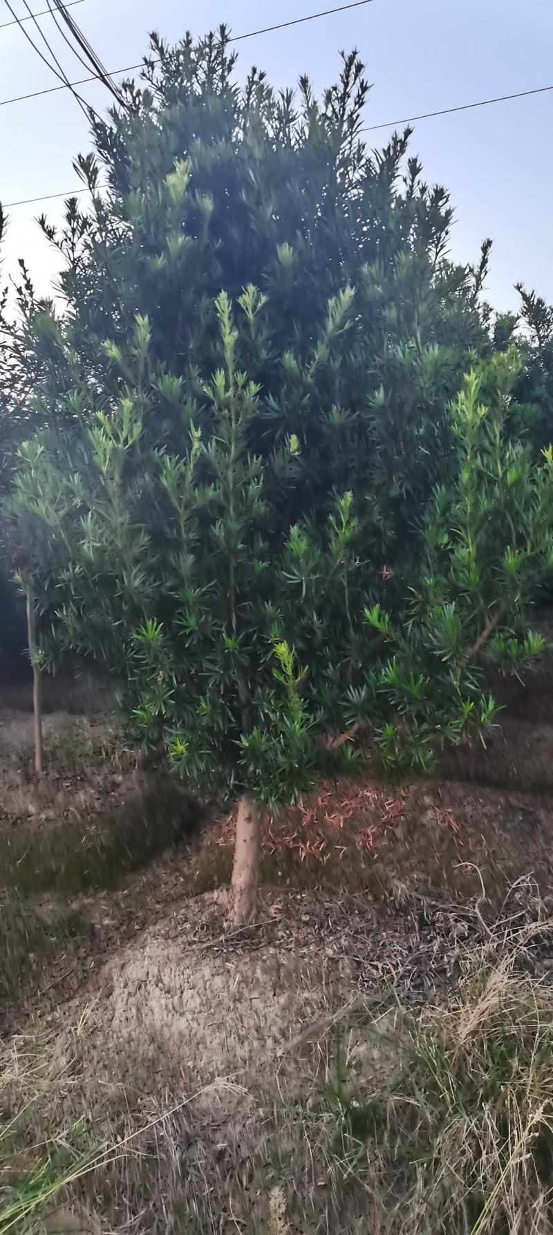 供应10公分罗汉松，江西罗汉松，苗圃直供，走量批发
