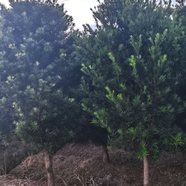 供应10公分罗汉松，江西罗汉松，苗圃直供，走量批发