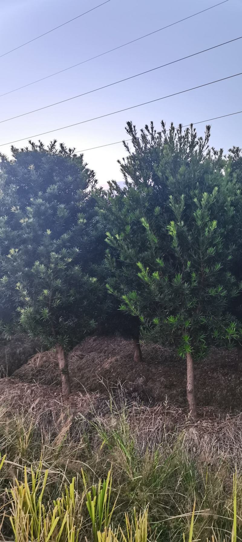 供应10公分罗汉松，江西罗汉松，苗圃直供，走量批发