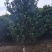 供应10公分罗汉松，江西罗汉松，苗圃直供，走量批发