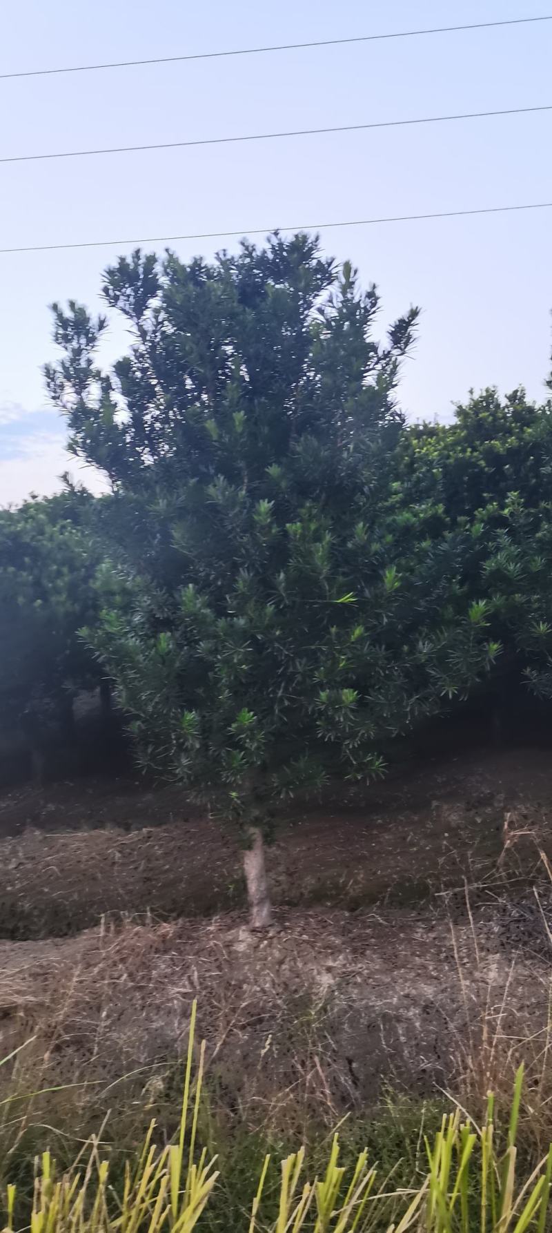 供应10公分罗汉松，江西罗汉松，苗圃直供，走量批发