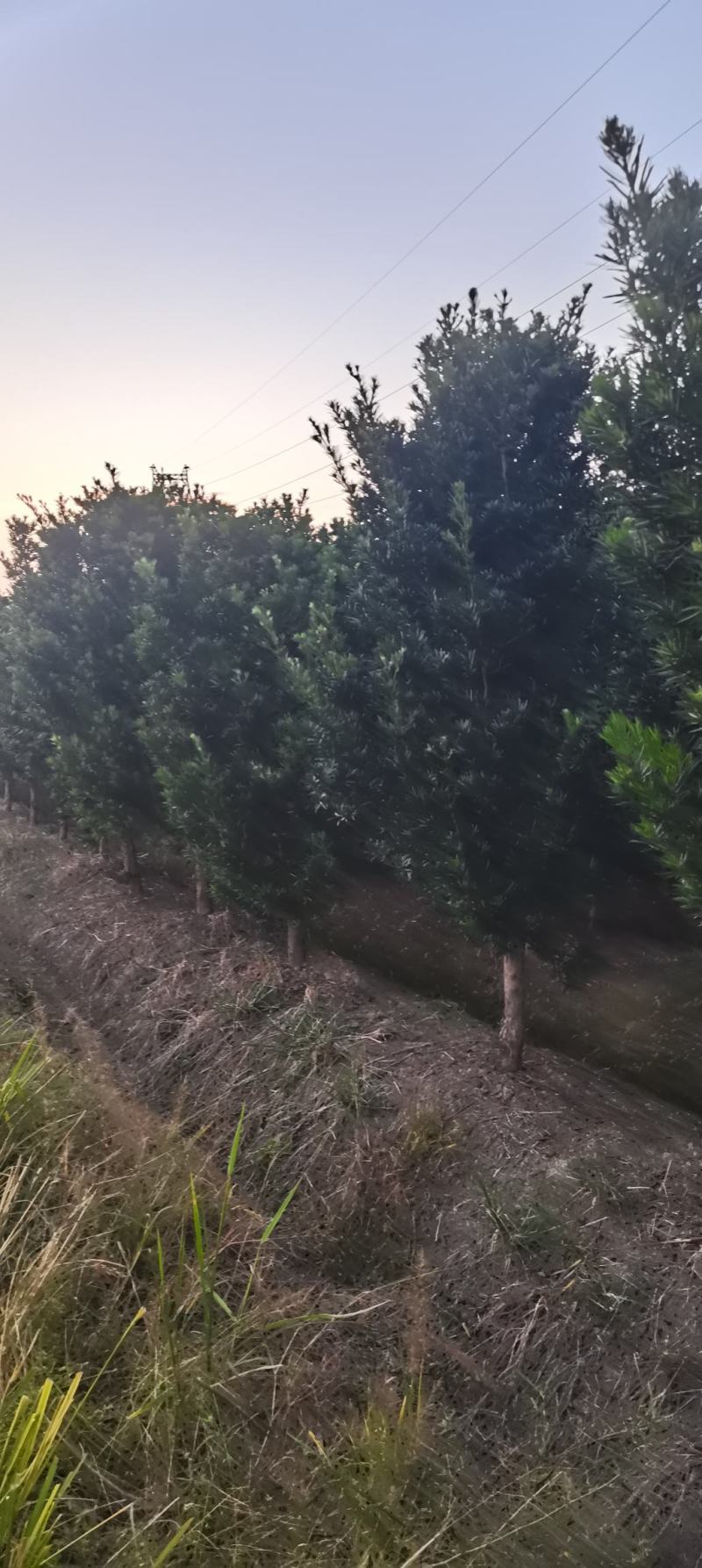 供应10公分罗汉松，江西罗汉松，苗圃直供，走量批发