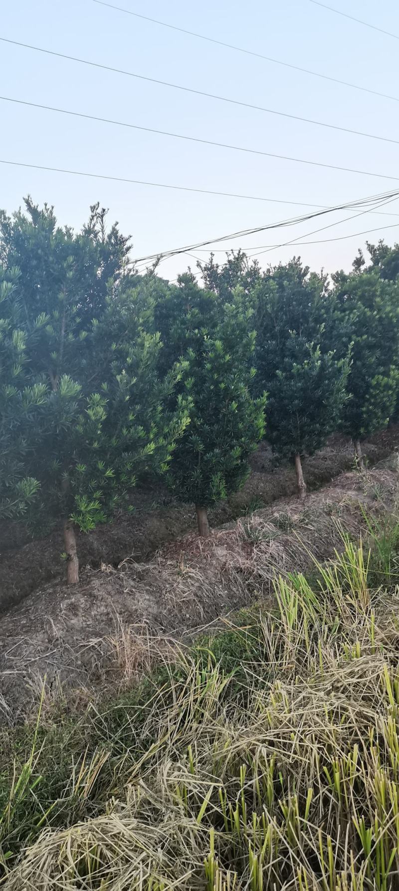 供应10公分罗汉松，江西罗汉松，苗圃直供，走量批发