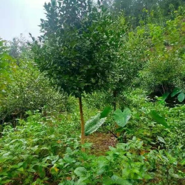 野油茶，山油茶，带土球油茶树，绿化油茶树。油茶树树干，