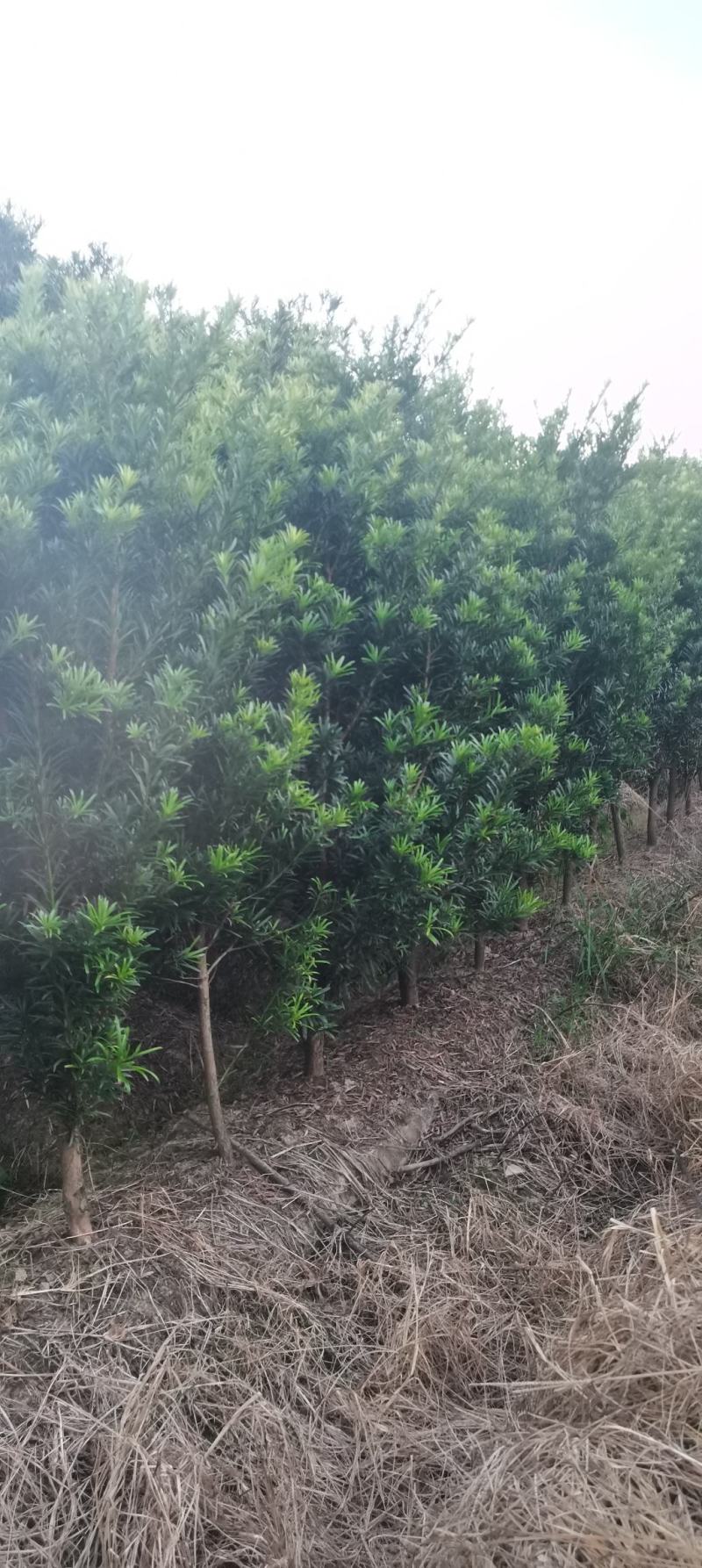 2公分罗汉松苗，江西中叶罗汉松，自家苗圃直供，自产自销