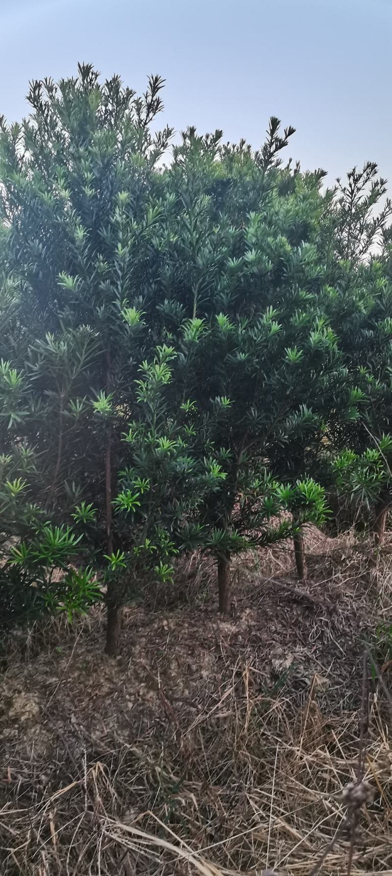 2公分罗汉松苗，江西中叶罗汉松，自家苗圃直供，自产自销