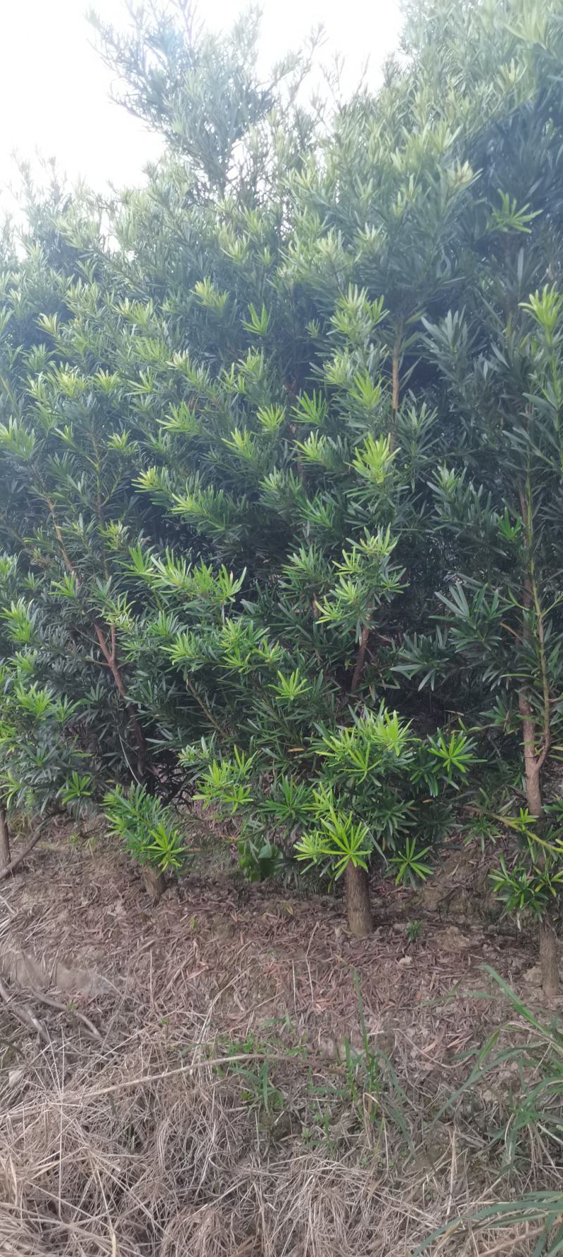 2公分罗汉松苗，江西中叶罗汉松，自家苗圃直供，自产自销