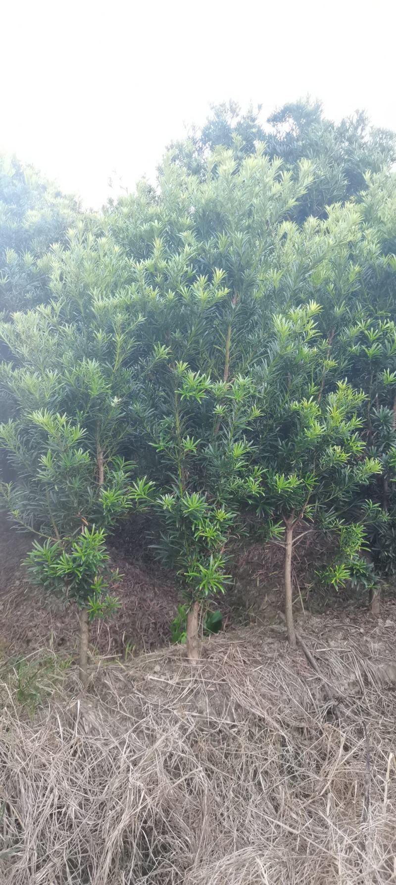 2公分罗汉松苗，江西中叶罗汉松，自家苗圃直供，自产自销