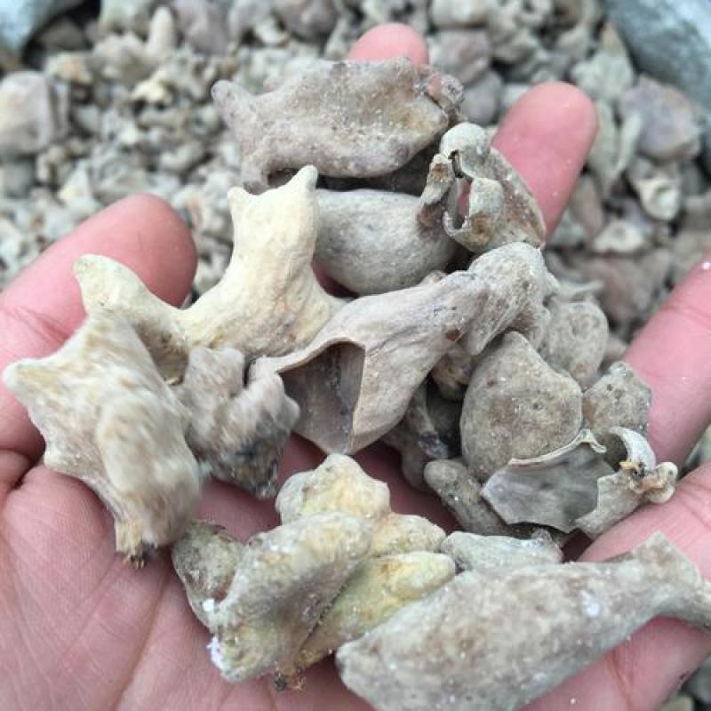 五倍子，野生角倍，盐肤木虫籽质量保证，经营各种中药材