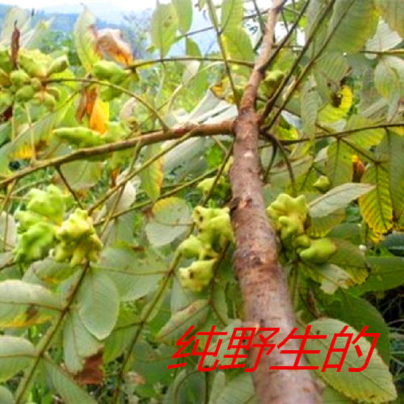 五倍子，野生角倍，盐肤木虫籽质量保证，经营各种中药材