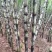 4斤陶山甘蔗青皮绿皮甘蔗孕妇新鲜水果陶山果蔗现砍现发