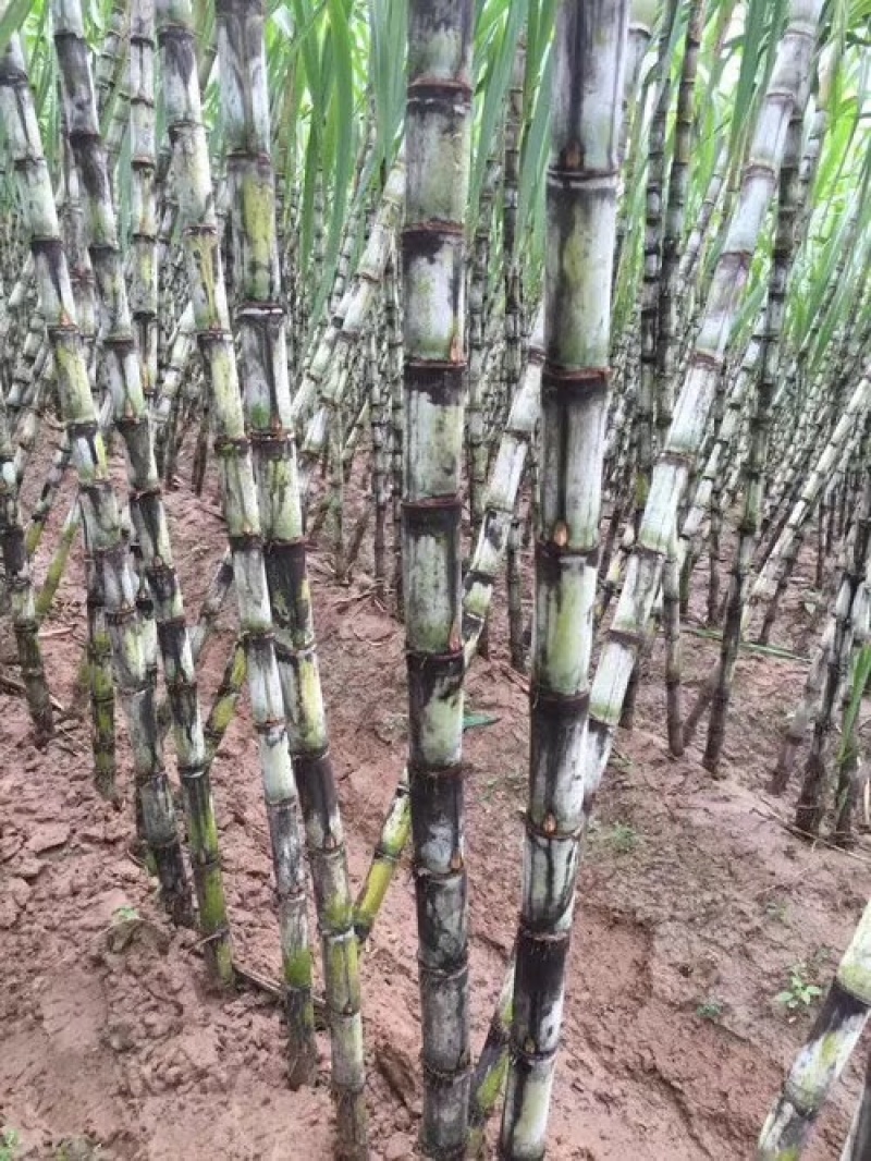 4斤陶山甘蔗青皮绿皮甘蔗孕妇新鲜水果陶山果蔗现砍现发