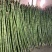 4斤陶山甘蔗青皮绿皮甘蔗孕妇新鲜水果陶山果蔗现砍现发