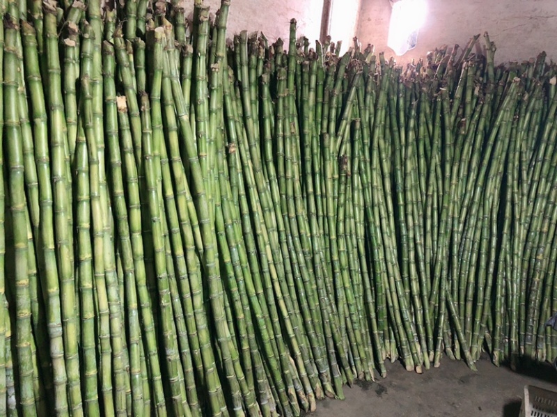 4斤陶山甘蔗青皮绿皮甘蔗孕妇新鲜水果陶山果蔗现砍现发