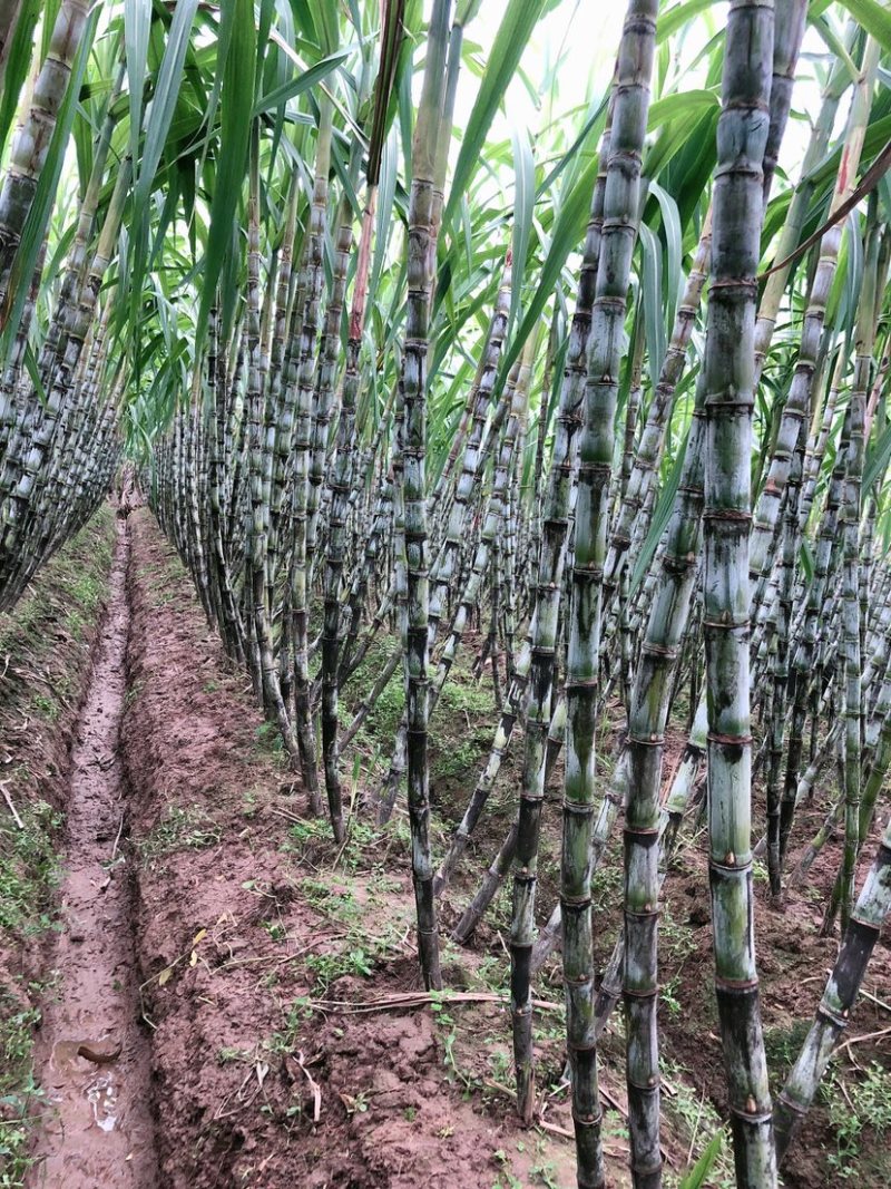 4斤陶山甘蔗青皮绿皮甘蔗孕妇新鲜水果陶山果蔗现砍现发