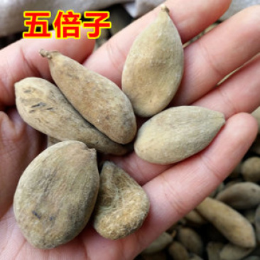 五倍子，圆倍质量保证，经营各种中药材欢迎咨询合作！