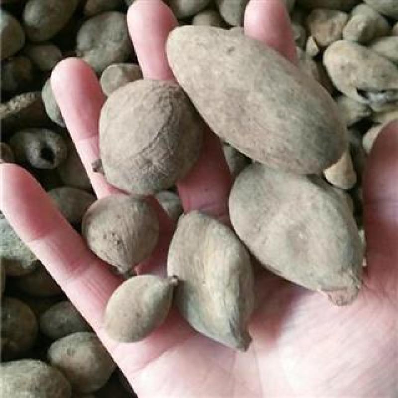 五倍子，圆倍质量保证，经营各种中药材欢迎咨询合作！