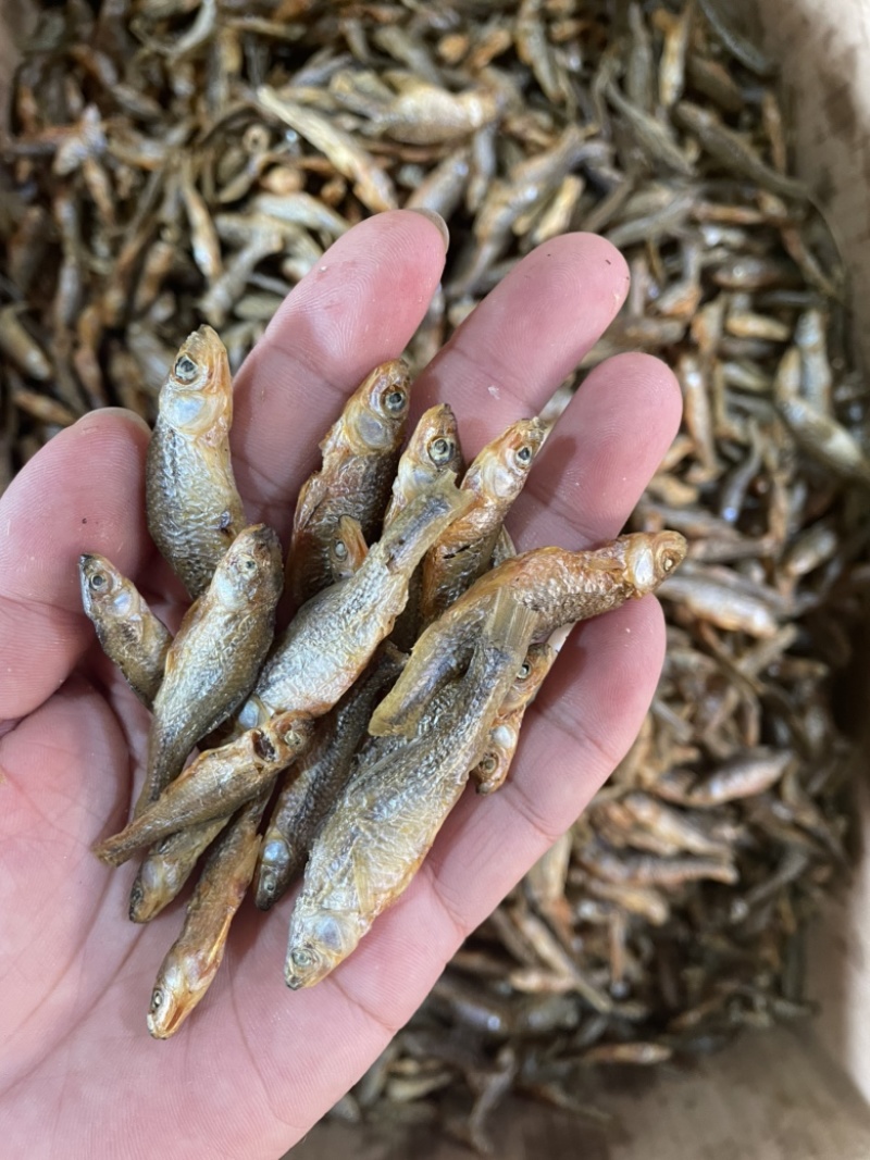 麦穗鱼水煮麦穗小鱼干小干鱼